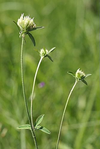 Trifolium ochroleucon Hudson © PACHES Gilles