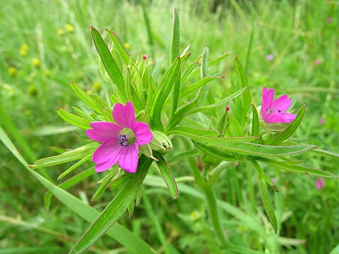 Geranium dissectum L. © VILLARET Jean-Charles