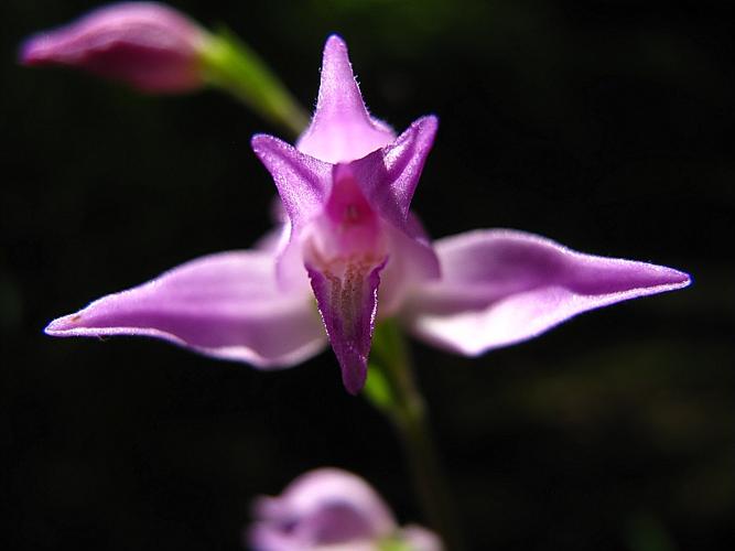 Cephalanthera rubra (L.) Rich., 1817 © BILLARD Gilbert