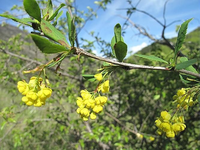 Berberis vulgaris L., 1753 © BILLARD Gilbert