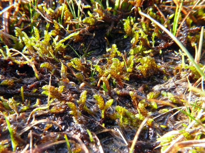 Scorpidium scorpioides (Hedw.) Limpr. © LEGLAND Thomas