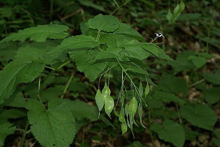 Lunaria rediviva L. © PACHES Gilles