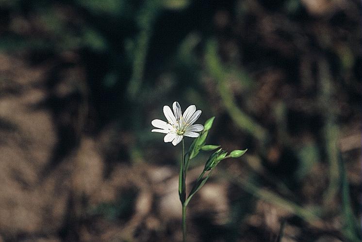 Stellaria graminea L., 1753 © DALMAS Jean-Pierre