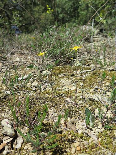 Senecio gallicus Vill., 1785 © BILLARD Gilbert