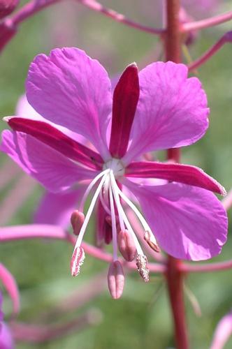 Epilobium angustifolium L. © VILLARET Jean-Charles