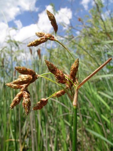 Schoenoplectus lacustris (L.) Palla © VILLARET Jean-Charles