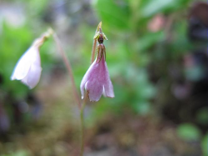 Linnaea borealis L., 1753 © BILLARD Gilbert