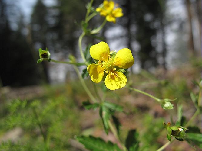 Potentilla erecta (L.) Rausch., 1797 © BILLARD Gilbert