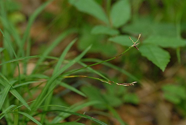 Carex digitata L. © DALMAS Jean-Pierre