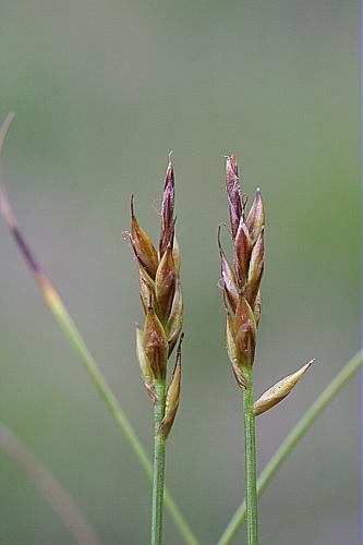 Carex pulicaris L. © PACHES Gilles