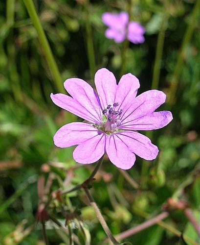 Geranium pyrenaicum Burm. fil. © VILLARET Jean-Charles
