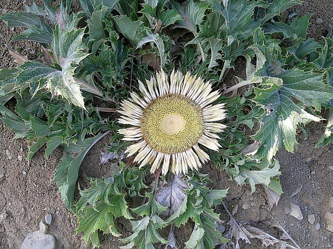 Carlina acanthifolia All. subsp. acanthifolia © VILLARET Jean-Charles