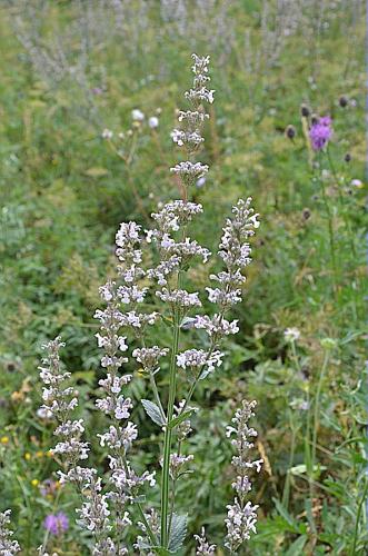 Nepeta nuda L., 1753 © GARRAUD Luc