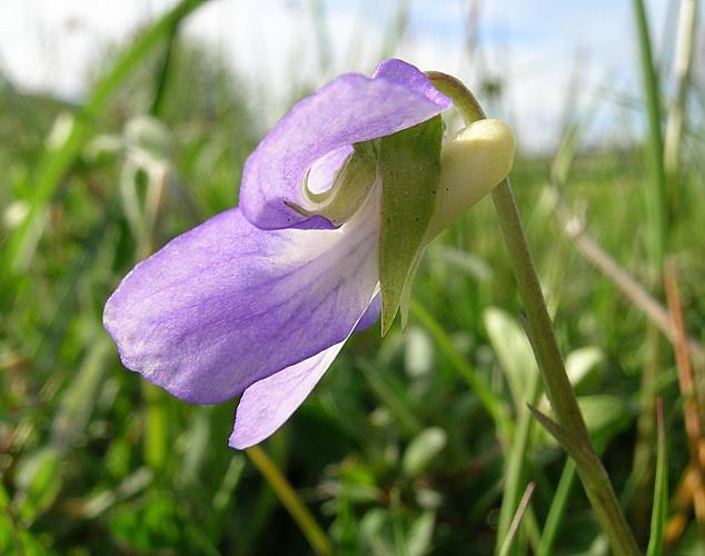 Viola canina L. subsp. canina © VILLARET Jean-Charles