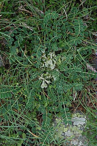 Astragalus depressus L., 1756 © DALMAS Jean-Pierre