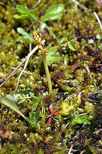 Botrychium simplex E. Hitchc. © LEGLAND Thomas