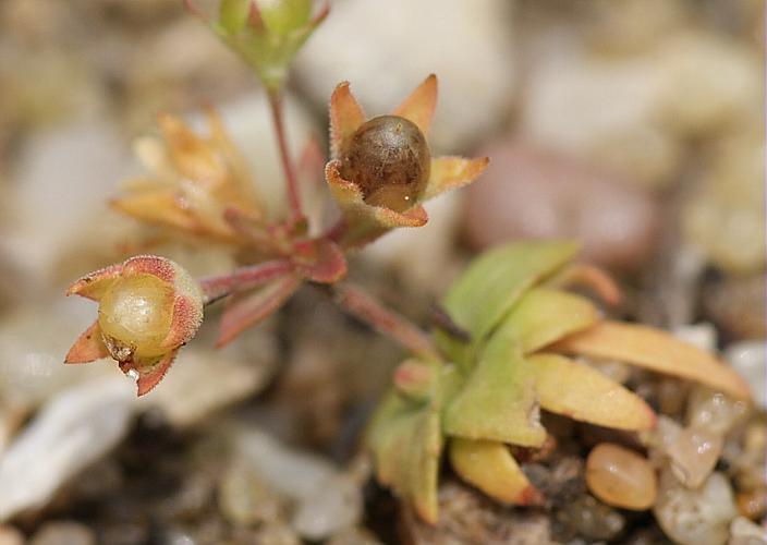 Androsace elongata subsp. breistrofferi (Charpin & Greuter) Molero & P.Monts., 1 © BONNET Véronique