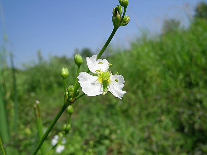 Alisma plantago-aquatica L. plantago © VILLARET Jean-Charles