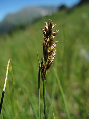 Blysmus compressus (L.) Panz. ex Link, 1827 © BILLARD Gilbert