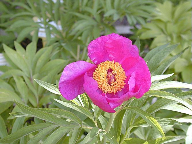 Paeonia officinalis L. © HOUARD Françoise