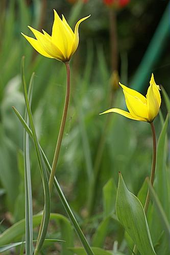 Tulipa sylvestris L. subsp. sylvestris © PACHES Gilles