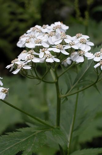 Achillea macrophylla L. © VILLARET Jean-Charles