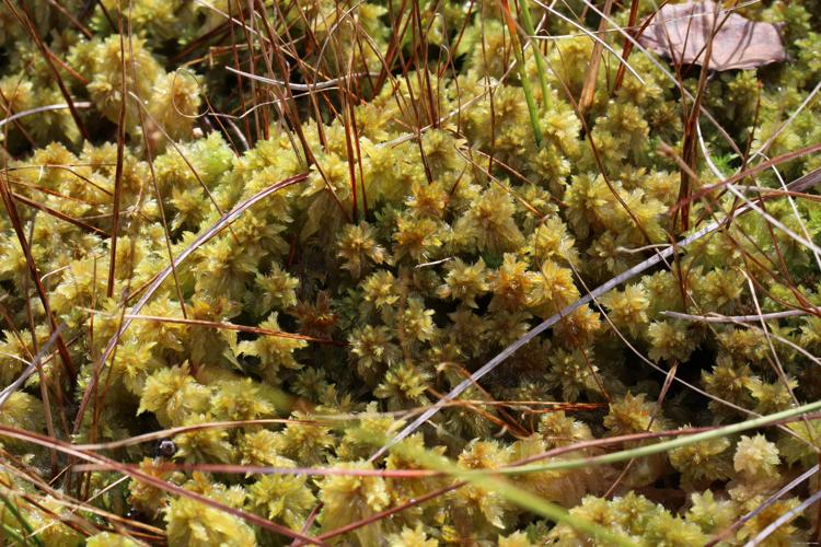 Sphagnum cuspidatum Ehrh. ex Hoffm. © LEGLAND Thomas