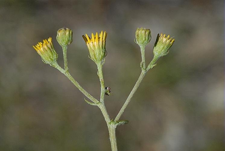 Jacobaea erucifolia (L.) P.Gaertn., B.Mey. & Scherb., 1801 © DALMAS Jean-Pierre