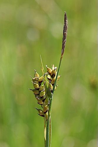 Carex panicea L. © PACHES Gilles