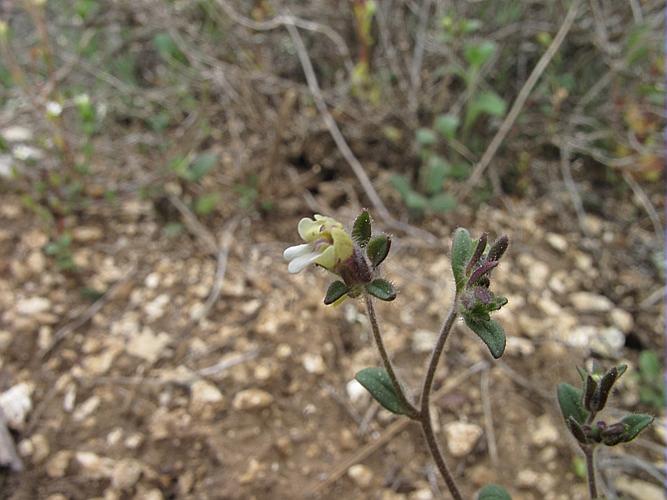 Chaenorrhinum rubrifolium (Robill. & Castagne ex DC.) Fourr., 1869 © BILLARD Gilbert