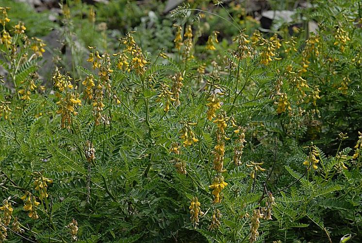 Astragalus penduliflorus Lam., 1779 © DALMAS Jean-Pierre