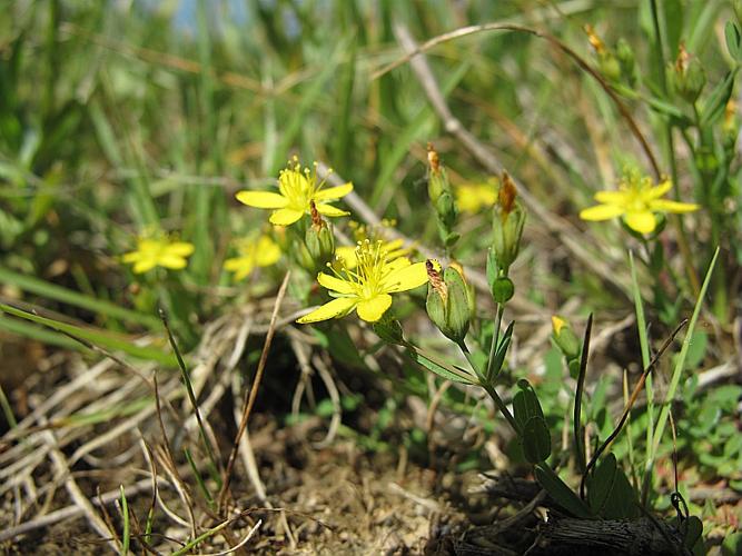 Hypericum humifusum L. © BILLARD Gilbert