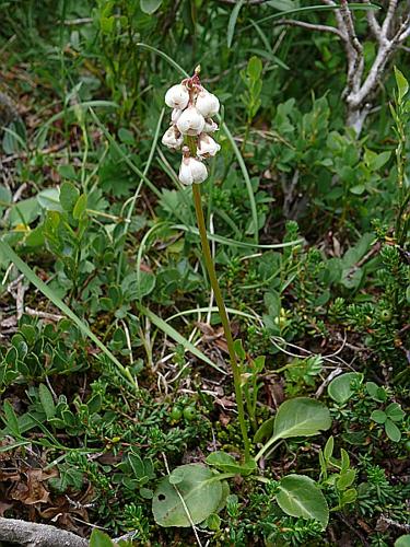 Pyrola minor L. © MIKOLAJCZAK Alexis