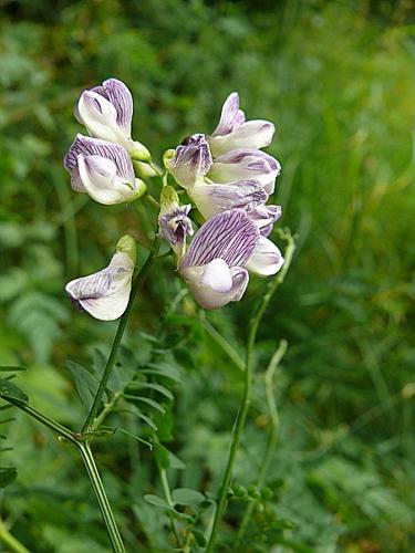 Vicia sylvatica L. © VILLARET Jean-Charles