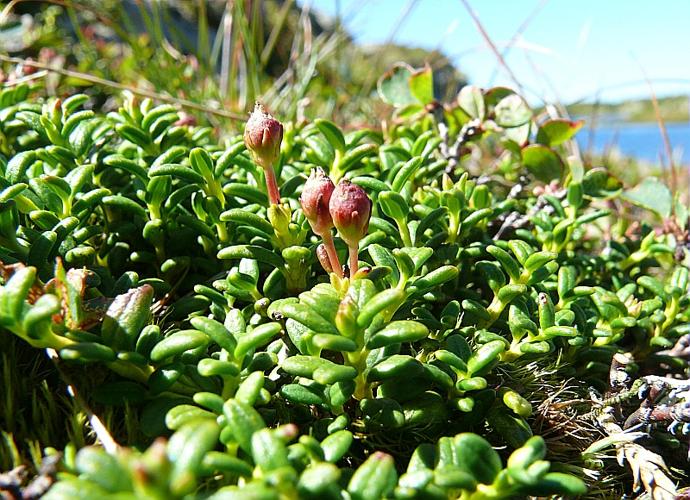 Loiseleuria procumbens (L.) Desv. © VILLARET Jean-Charles