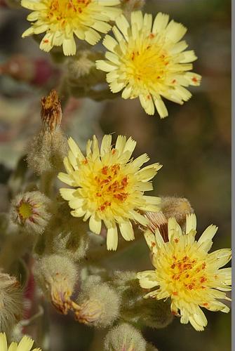 Andryala integrifolia L. © DALMAS Jean-Pierre