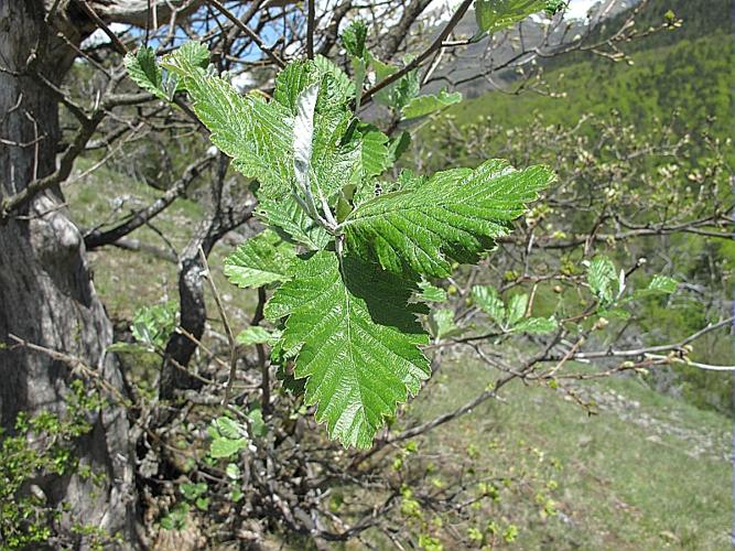 Sorbus mougeotii Soy.-Will. & Godr., 1858 © BILLARD Gilbert