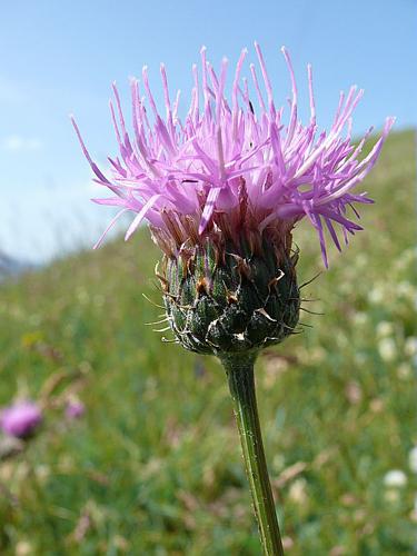 Serratula nudicaulis (L.) DC., 1805 © VILLARET Jean-Charles