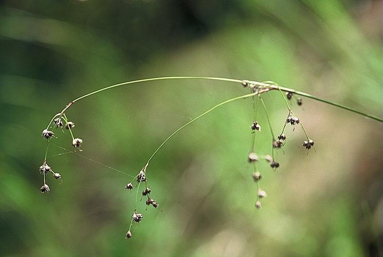 Luzula sieberi Tausch © DALMAS Jean-Pierre