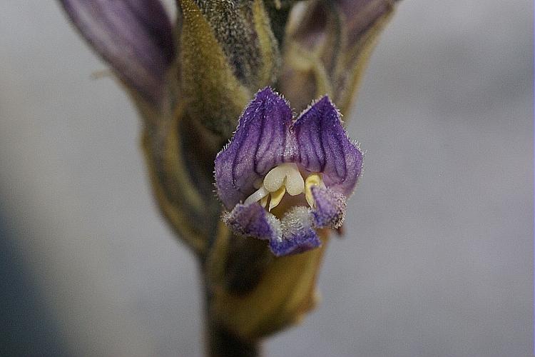 Orobanche purpurea Jacq. © PACHES Gilles