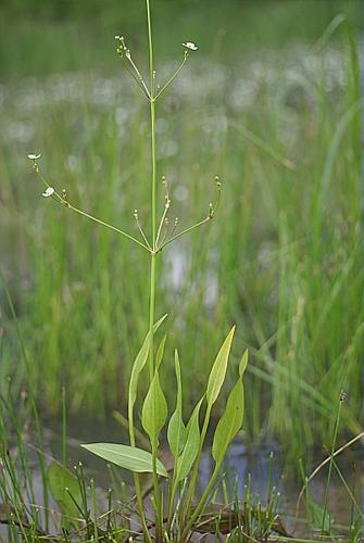 Alisma lanceolatum With. © PACHES Gilles