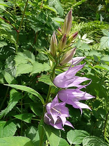 Campanula latifolia L. © VILLARET Jean-Charles