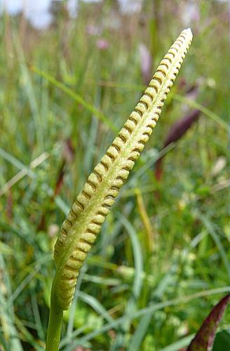 Ophioglossum vulgatum L. © VILLARET Jean-Charles