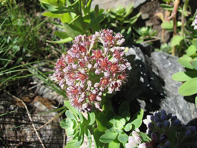 Hylotelephium anacampseros (L.) H.Ohba, 1977 © BILLARD Gilbert