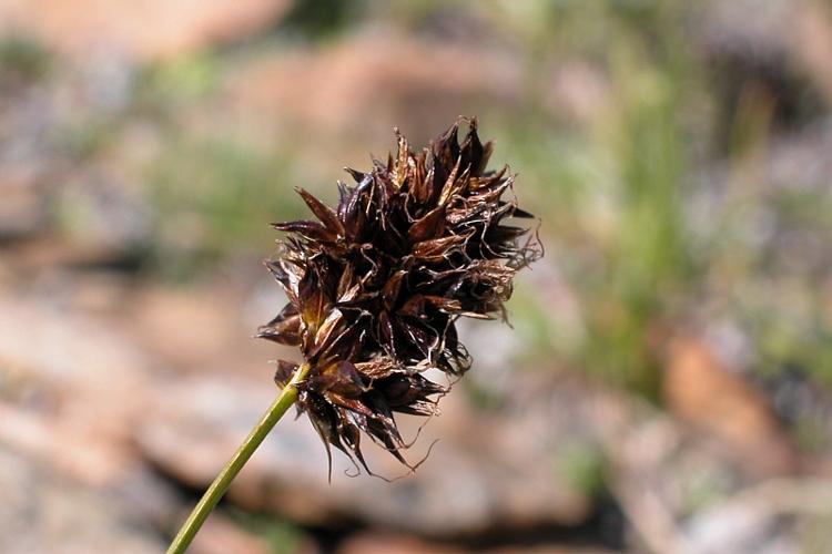 Carex foetida All. © VILLARET Jean-Charles