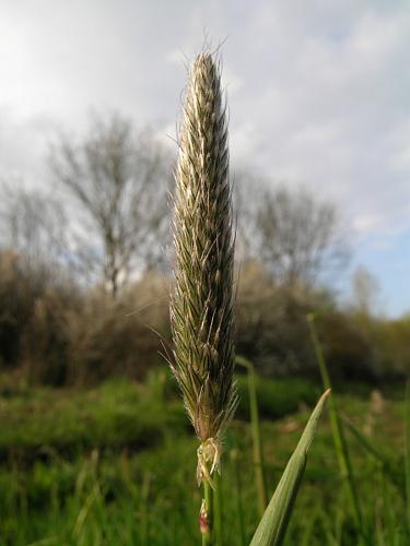 Alopecurus pratensis L. © VILLARET Jean-Charles