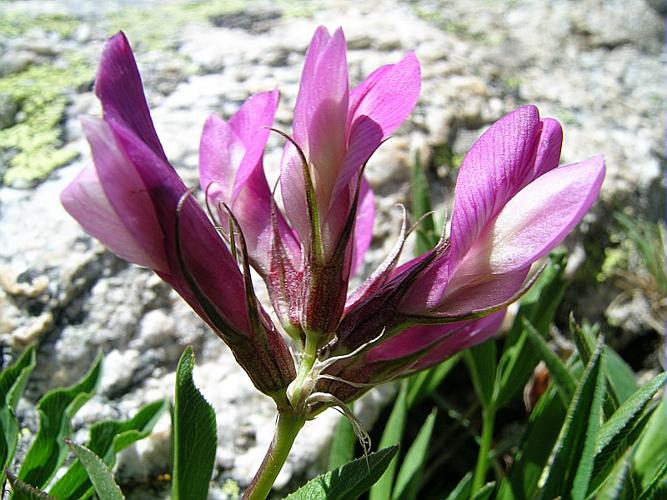 Trifolium alpinum L. © VILLARET Jean-Charles