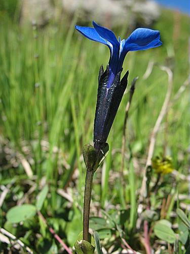 Gentiana bavarica L. © BILLARD Gilbert