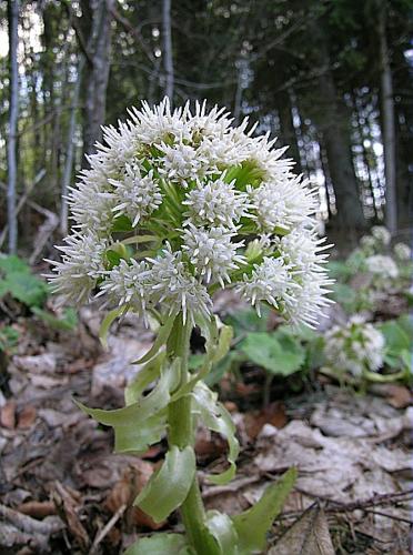 Petasites albus (L.) Gaertner © VILLARET Jean-Charles