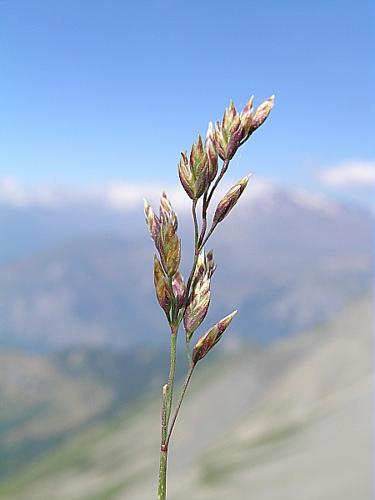 Poa glauca Vahl © VILLARET Jean-Charles